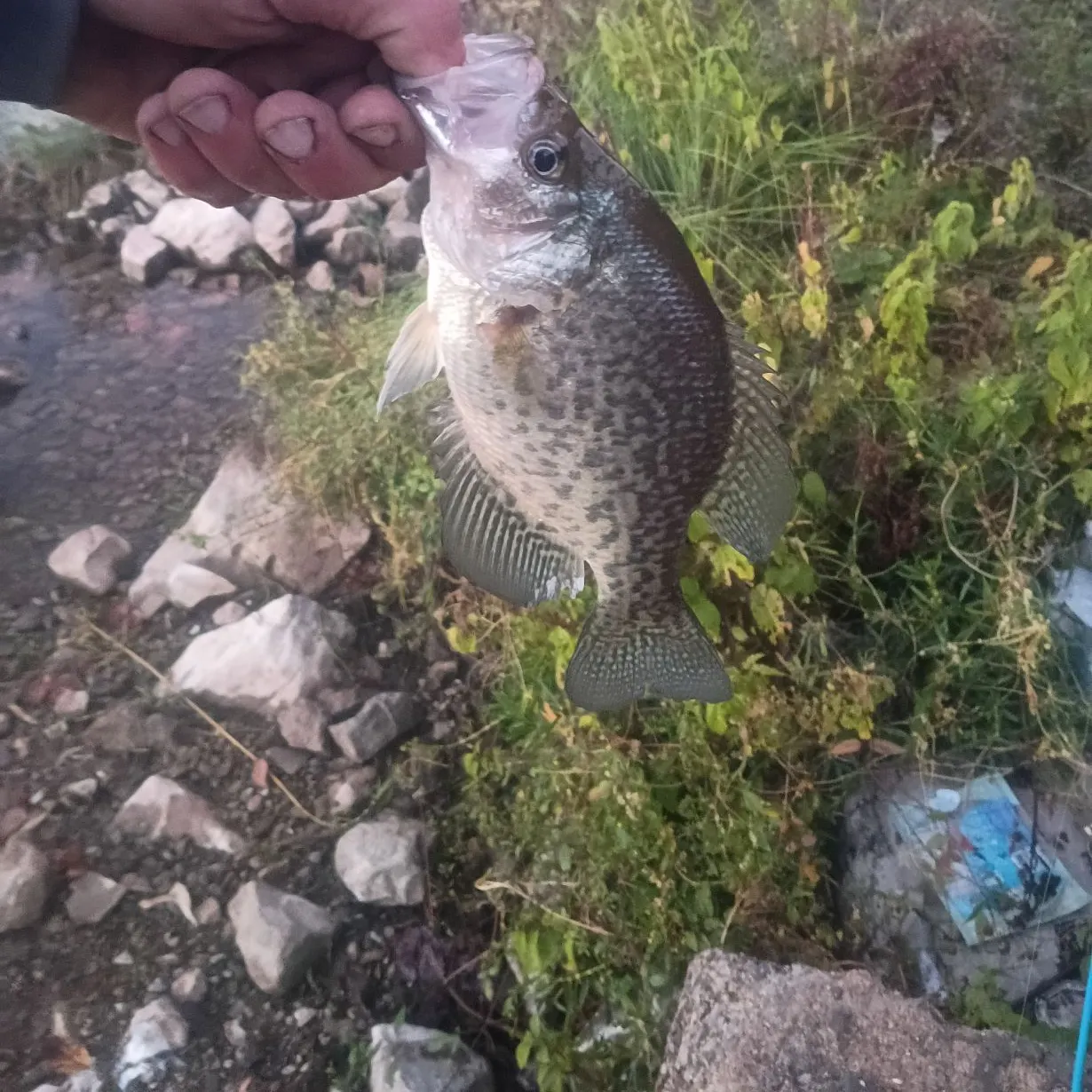 Black crappie caught on Fishbrain