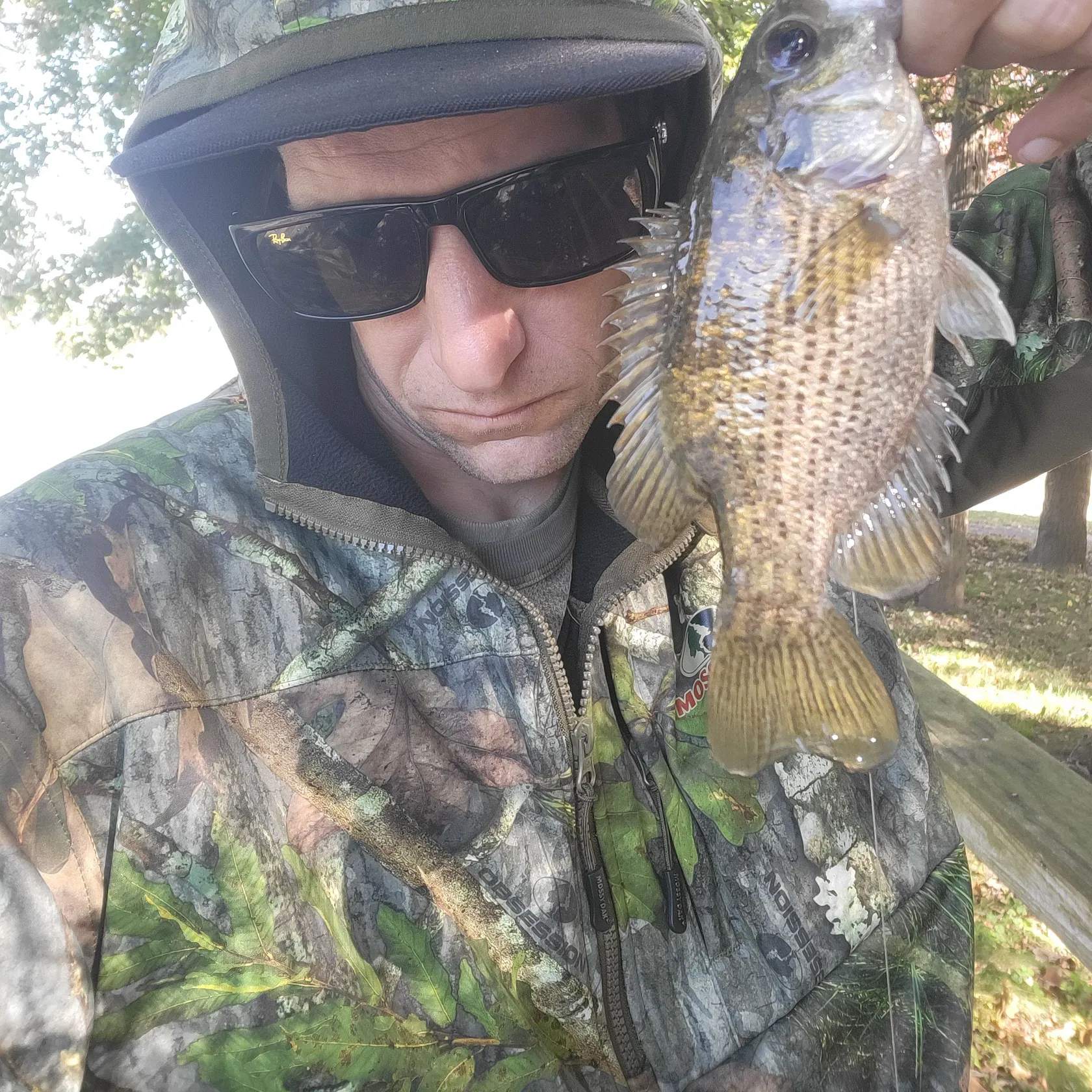 Rock bass caught on Fishbrain