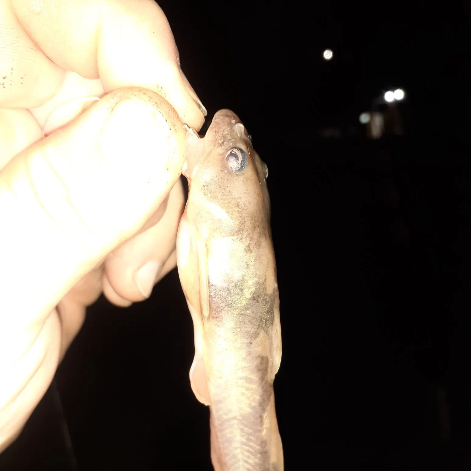 The most recent Northern madtom catches on Fishbrain
