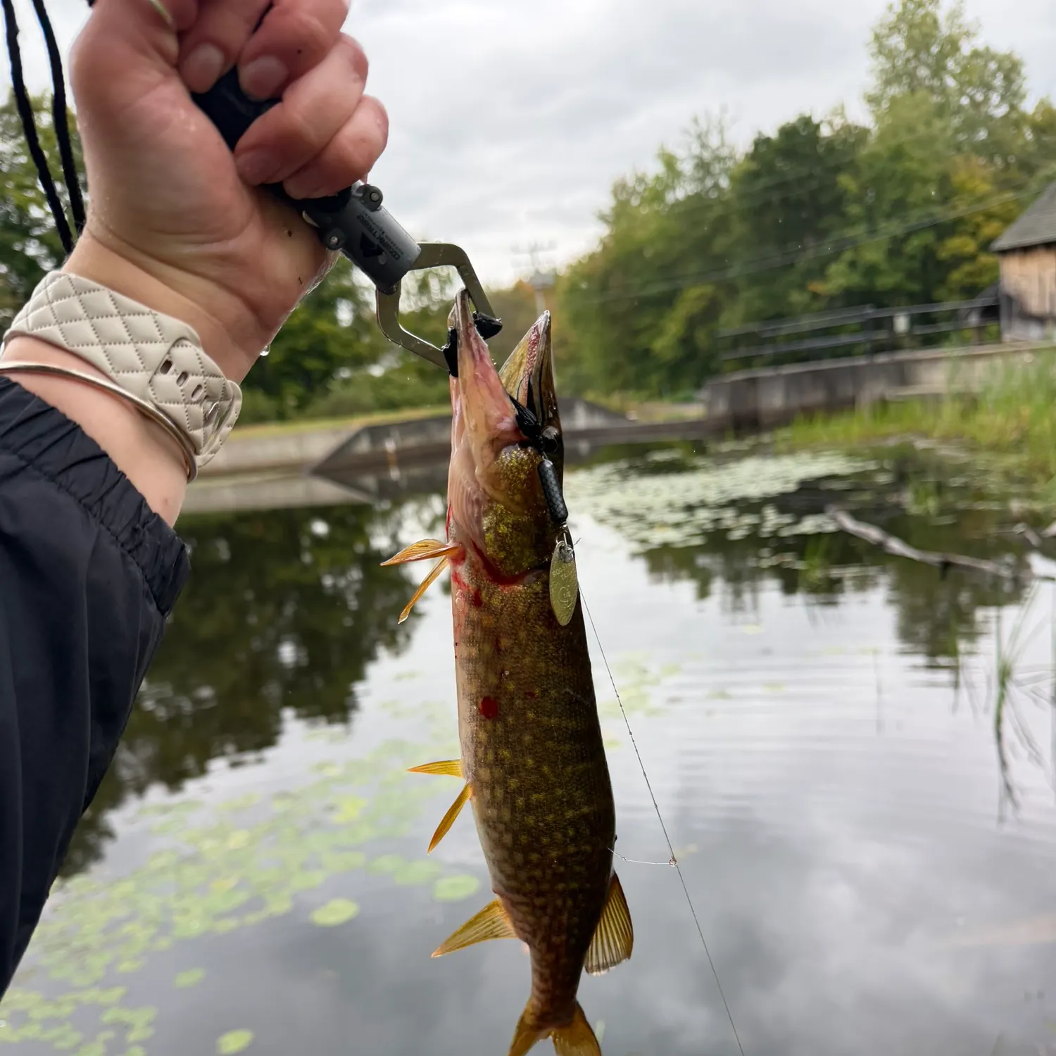 Chain pickerel caught on Fishbrain