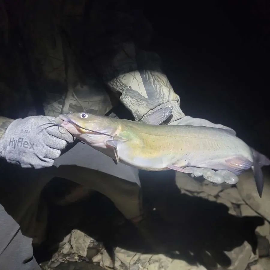 Channel catfish caught on Fishbrain