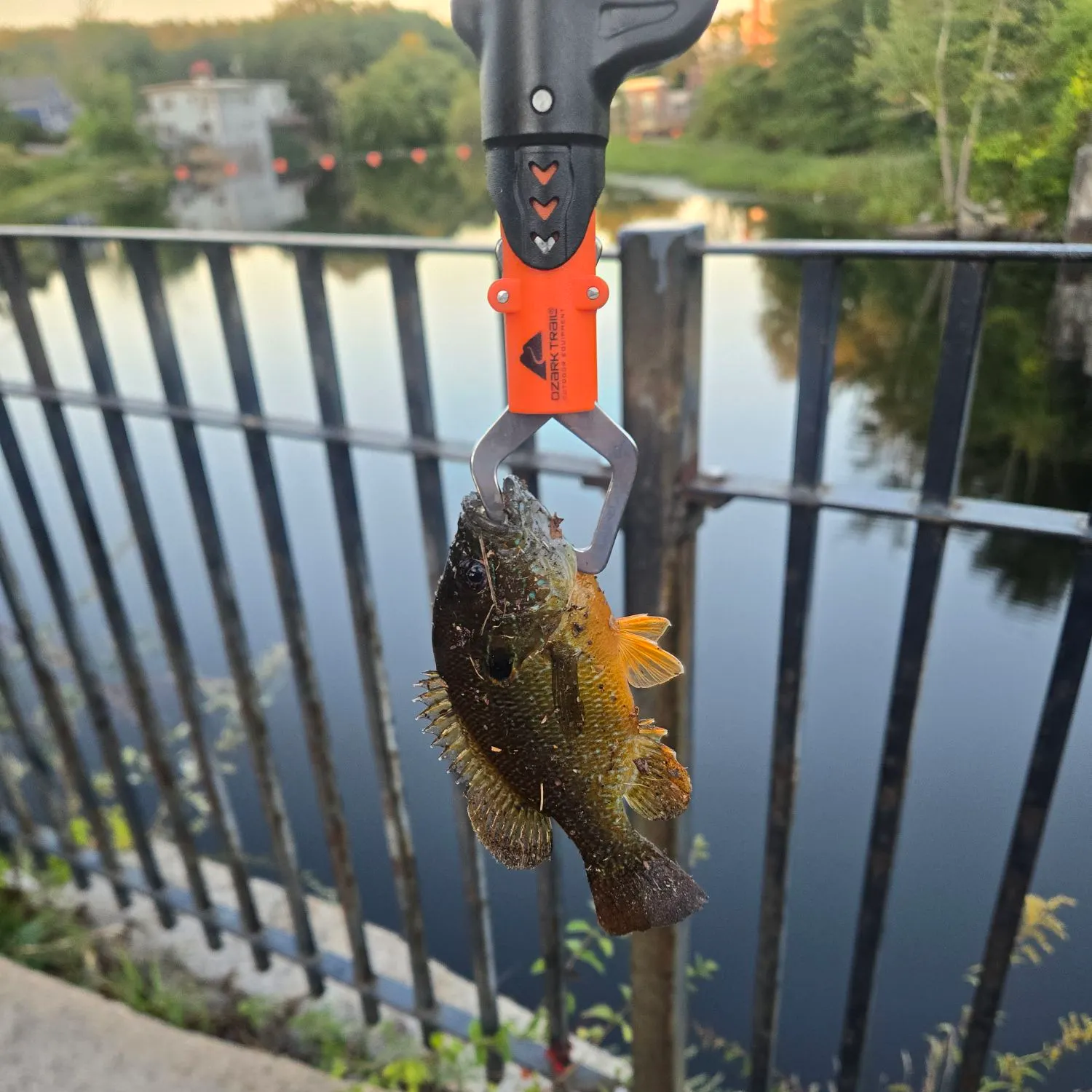 Bluegill caught on Fishbrain