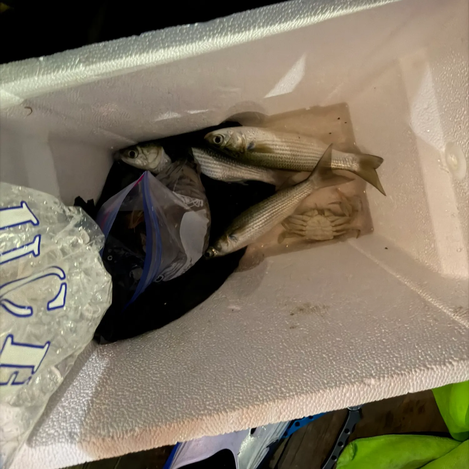 Striped mullet caught on Fishbrain