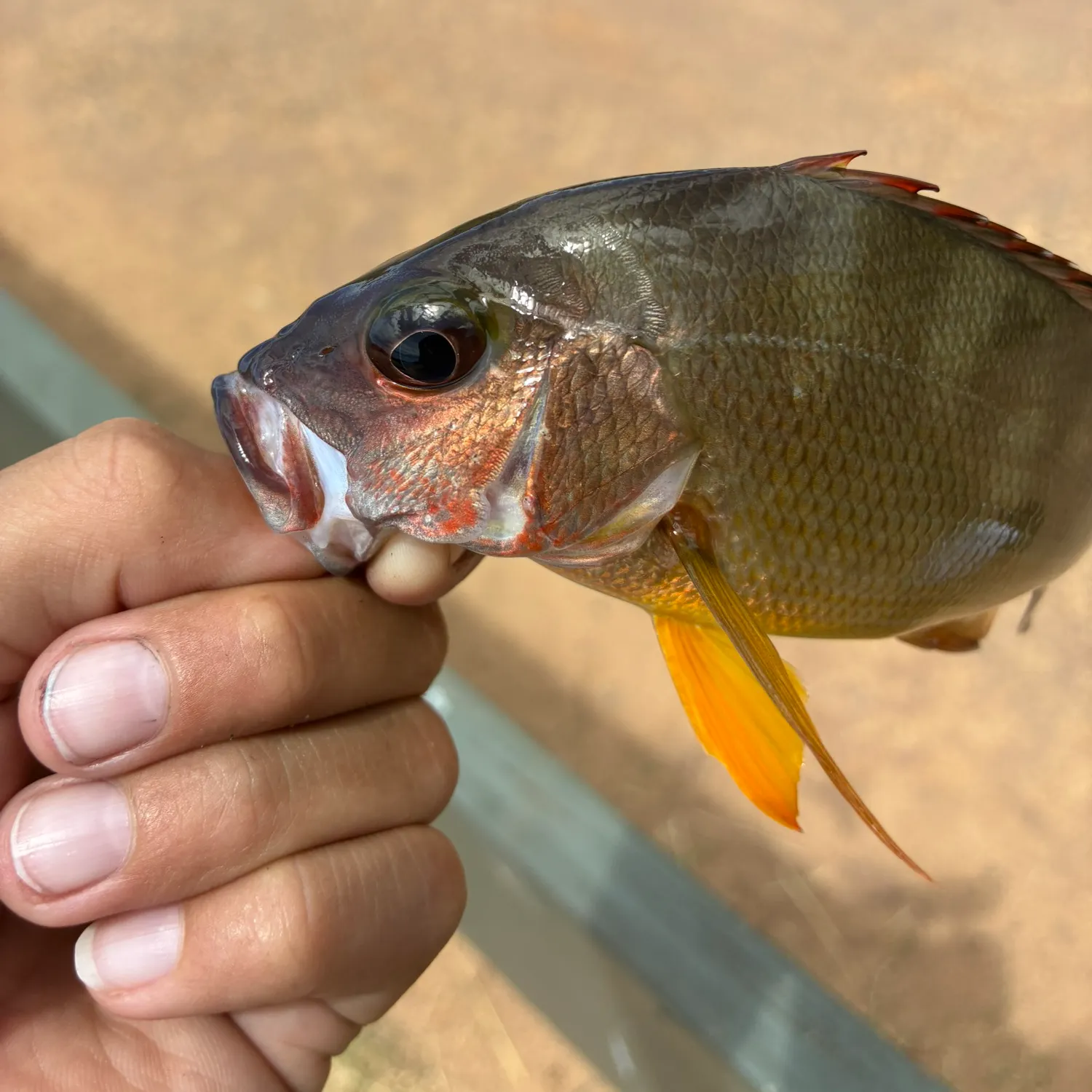 The most recent Blackfin snapper catches on Fishbrain
