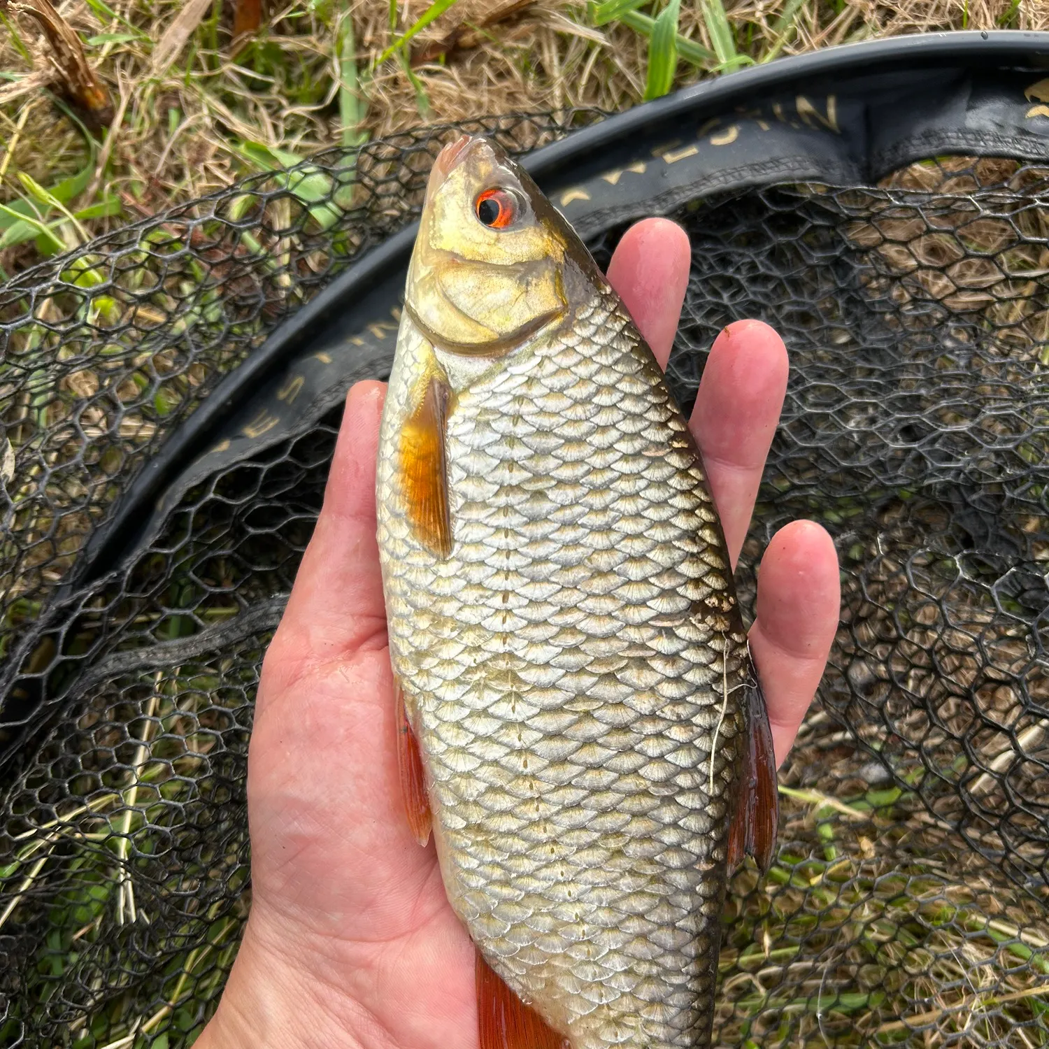The most recent Common roach catches on Fishbrain