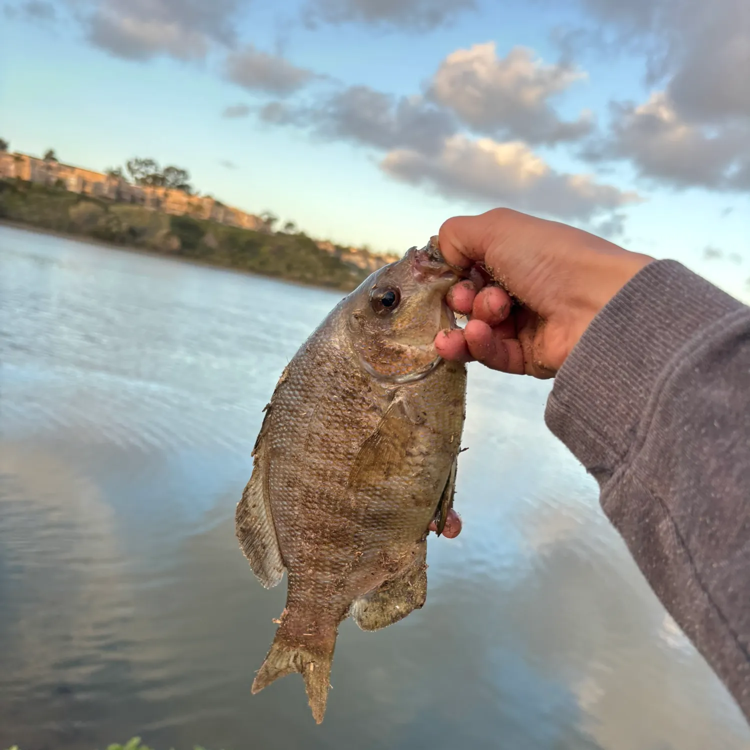 The most recent Black perch catches on Fishbrain