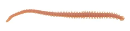 Alive! Sandworm