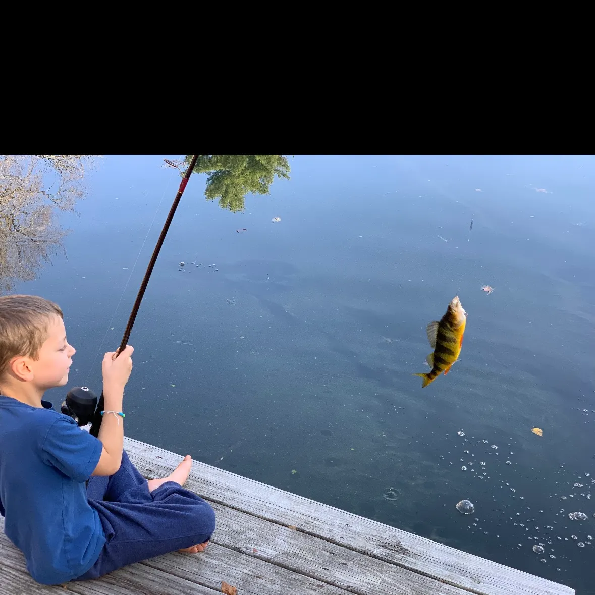 Yellow perch caught on Fishbrain