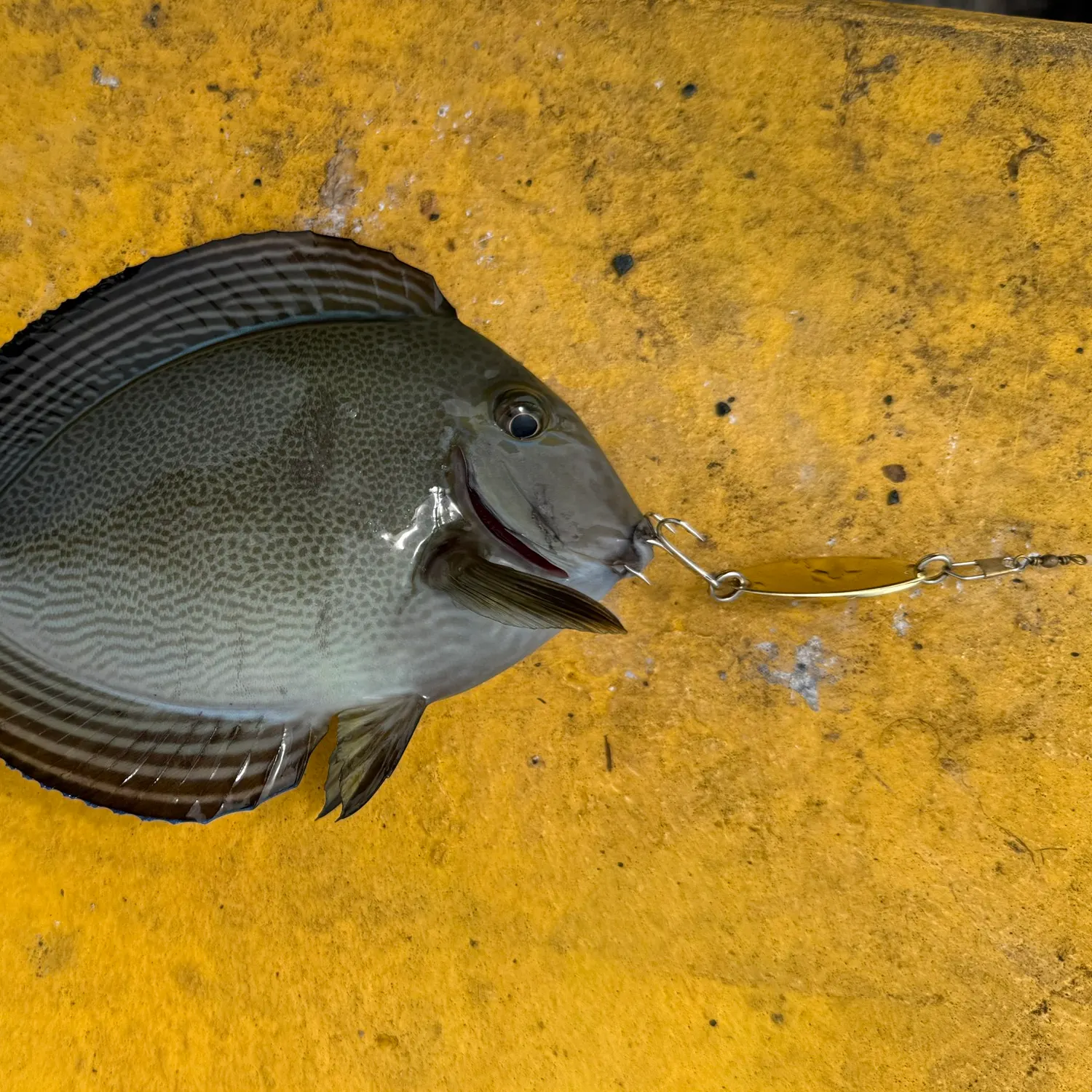 The most popular recent Yellowfin surgeonfish catch on Fishbrain