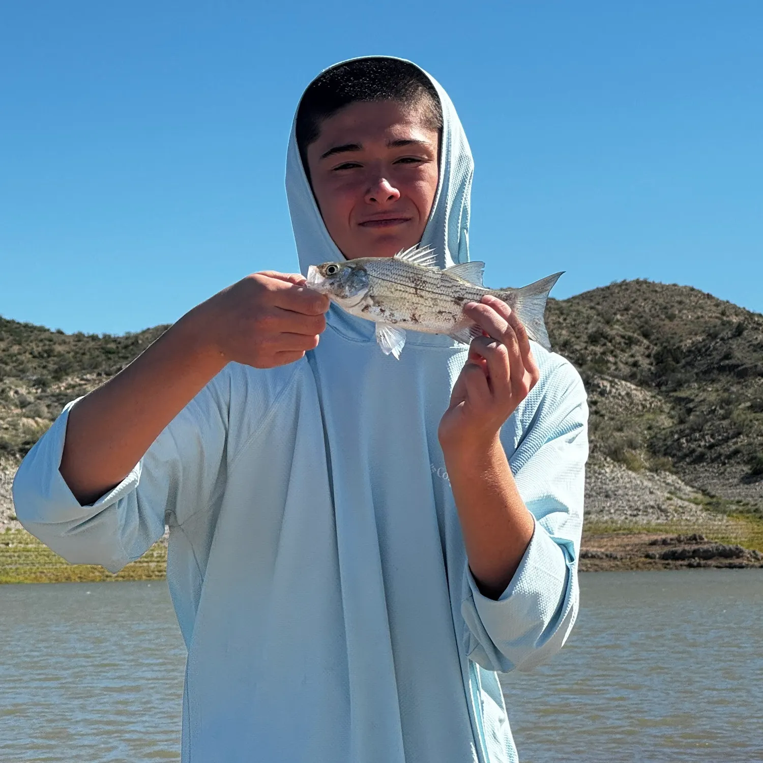 White bass caught on Fishbrain