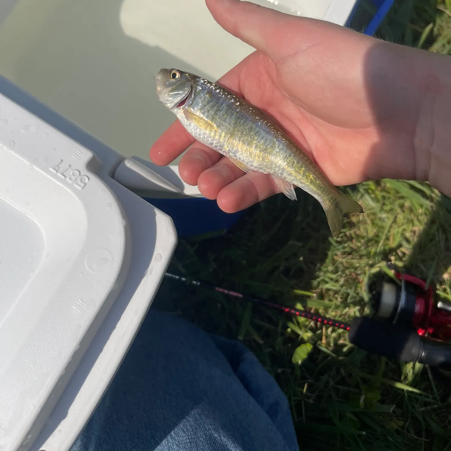 The most recent Striped shiner catches on Fishbrain