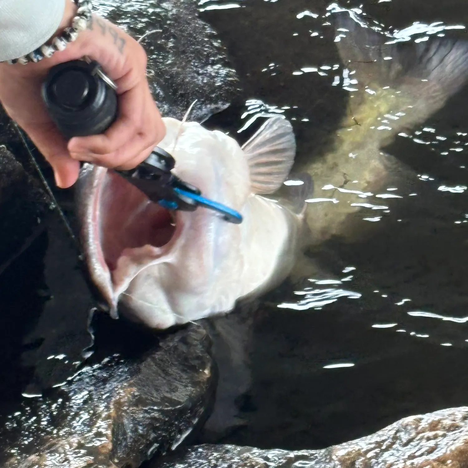 Fish caught on Fishbrain