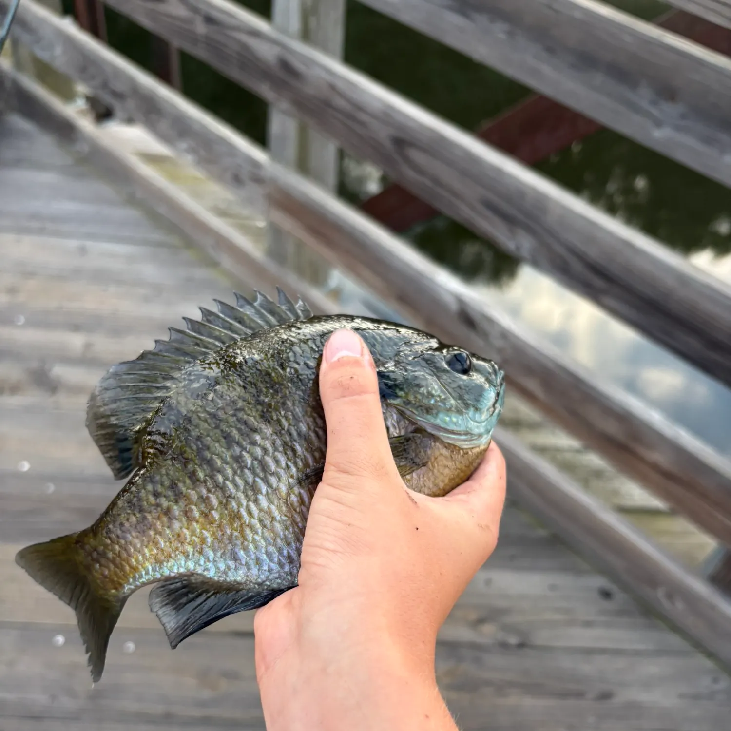 Bluegill caught on Fishbrain