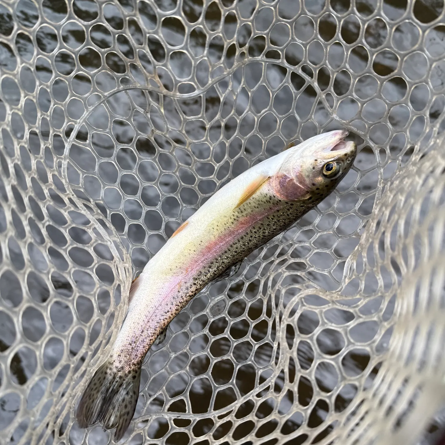 Rainbow trout caught on Fishbrain