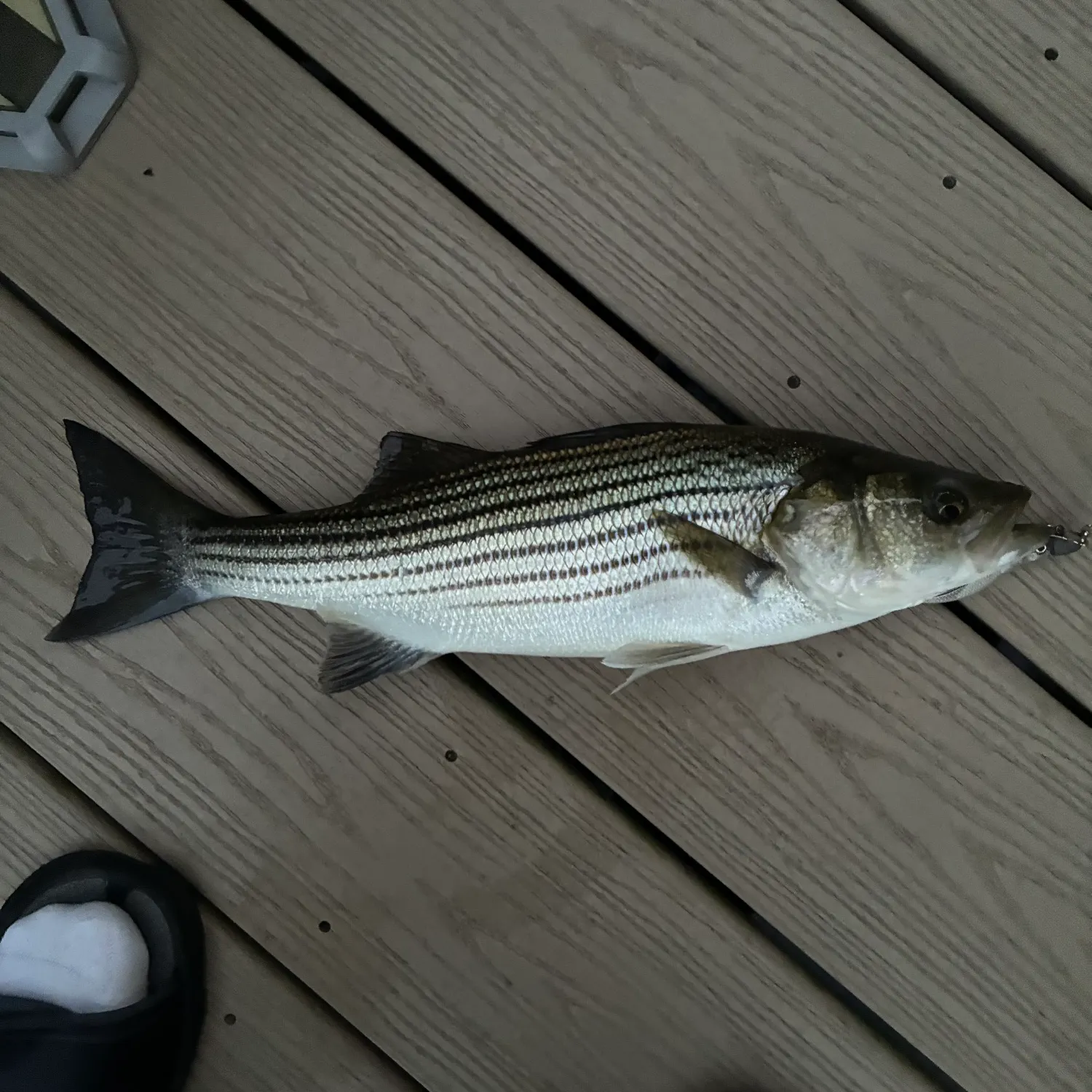 Striped bass caught on Fishbrain