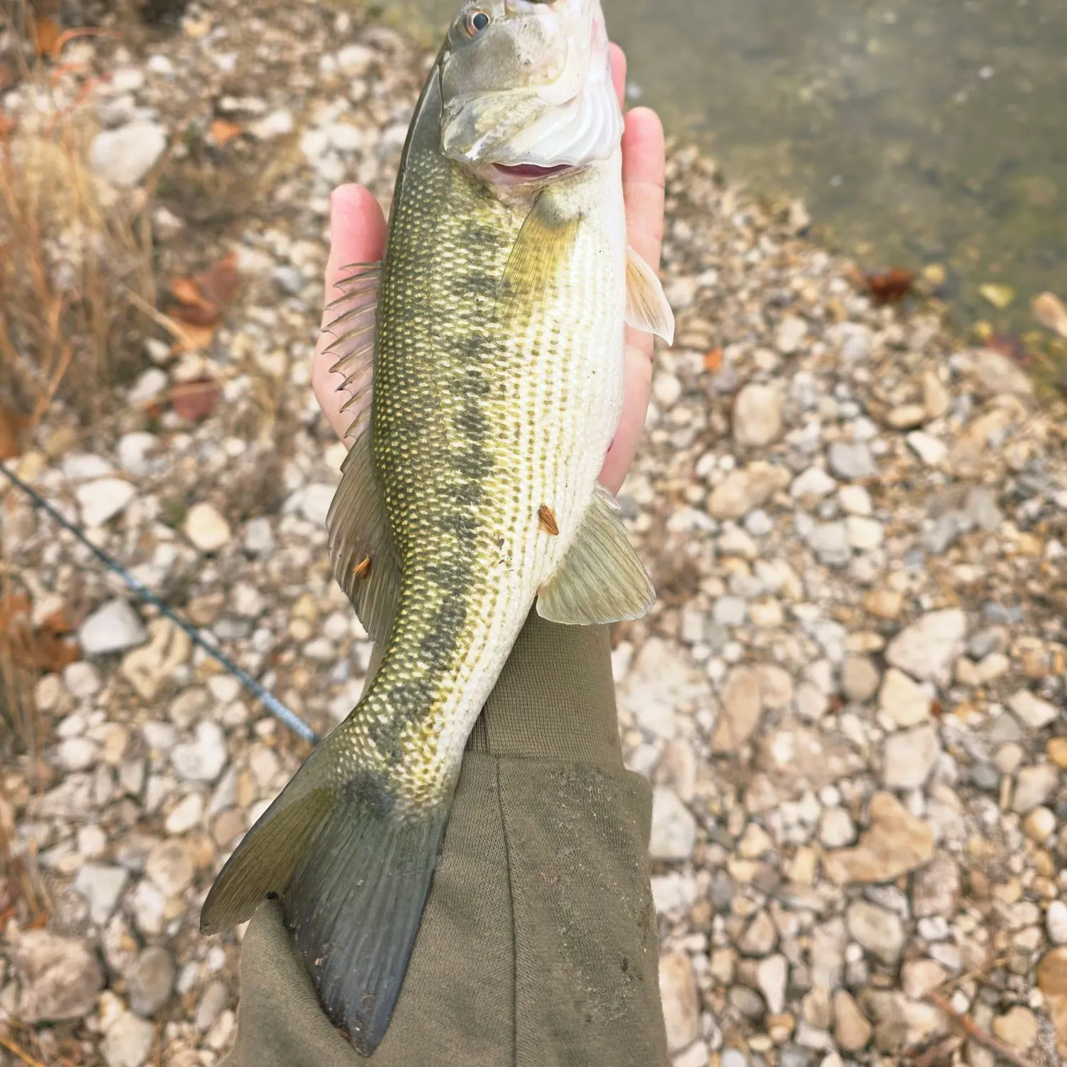 The most recent Guadalupe bass catches on Fishbrain