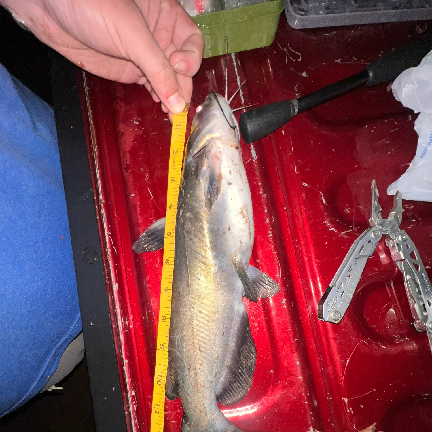 recently logged catches