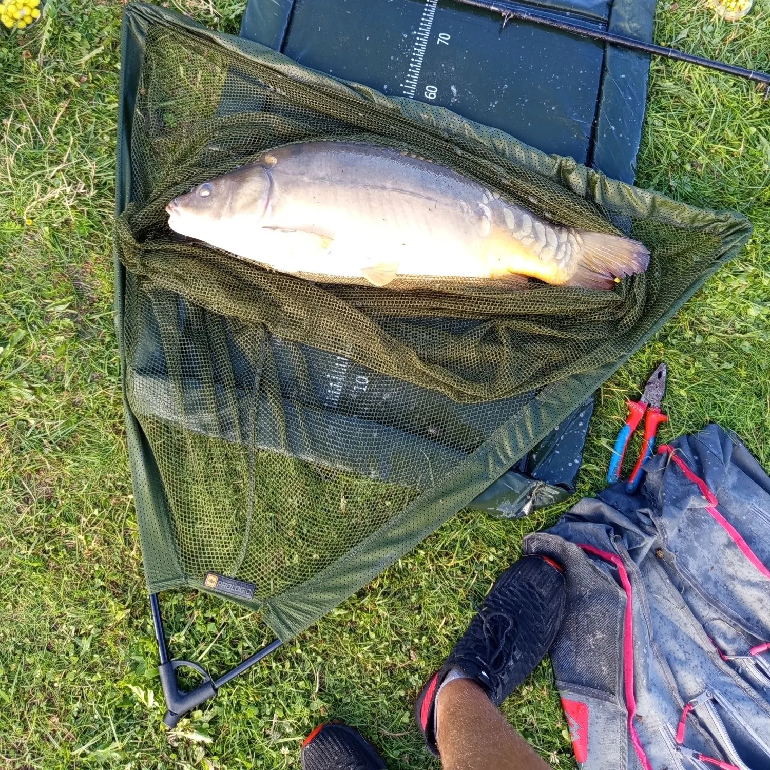 The most recent Leather carp catches on Fishbrain