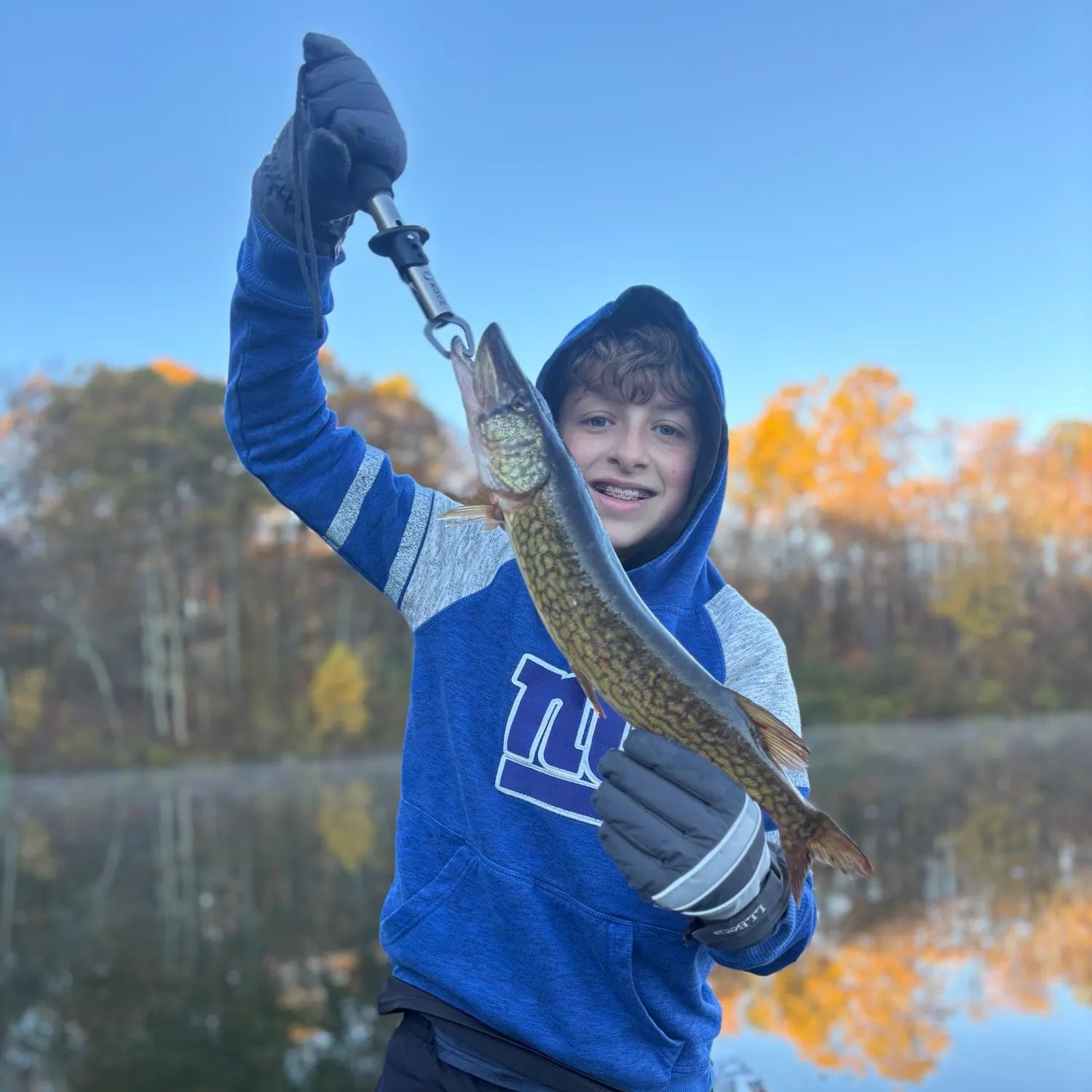 Chain pickerel caught on Fishbrain