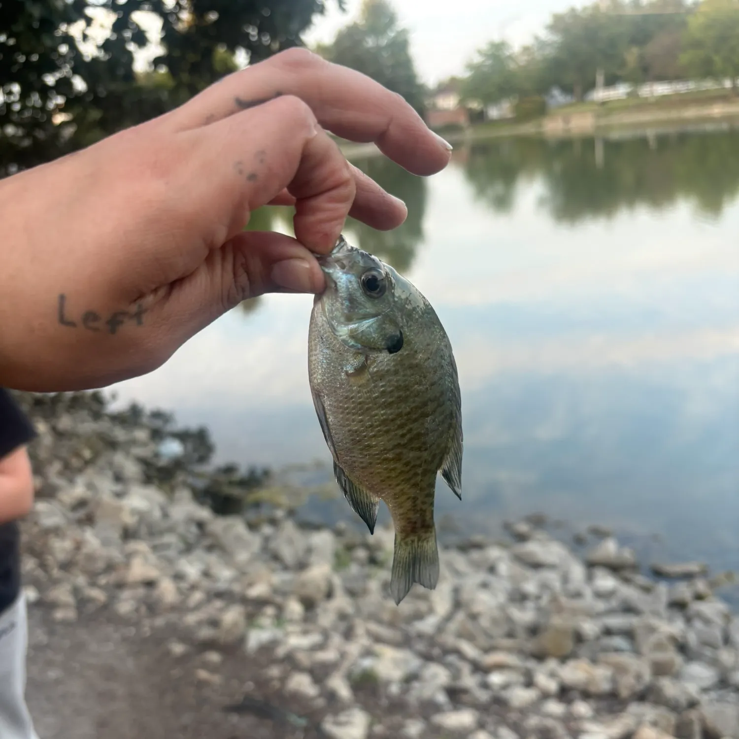 Bluegill caught on Fishbrain
