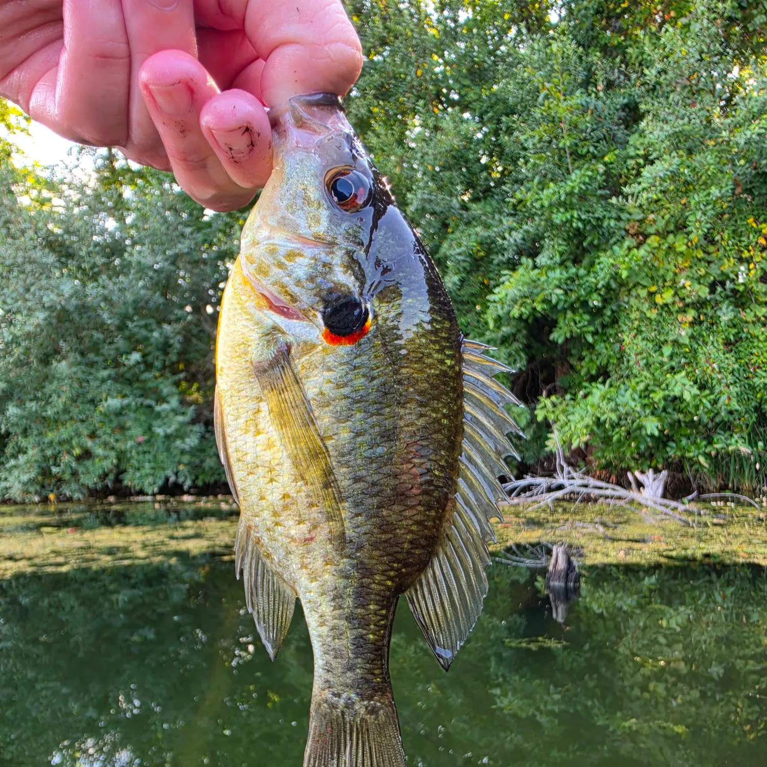 Redear sunfish caught on Fishbrain