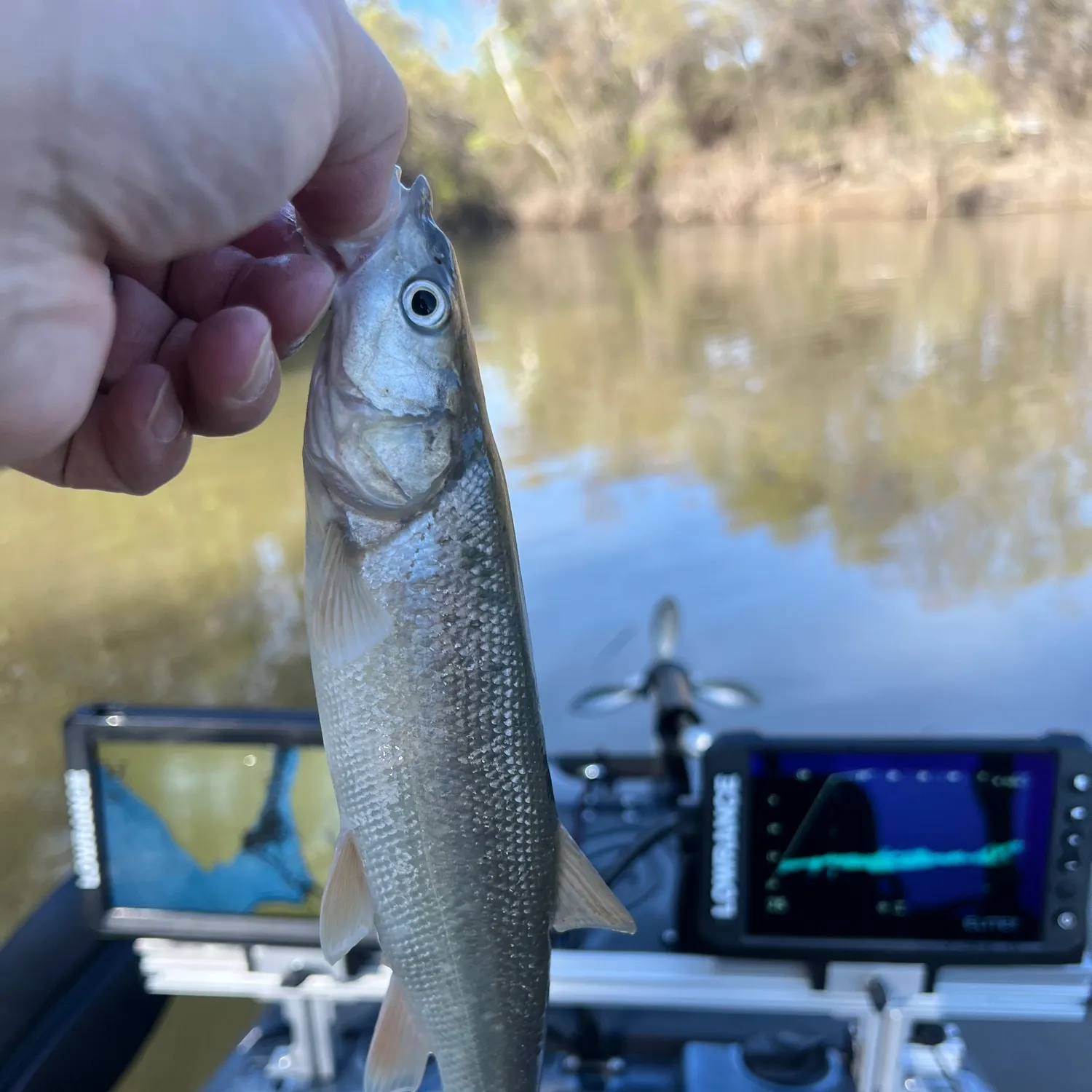 The most recent Sacramento pikeminnow catches on Fishbrain