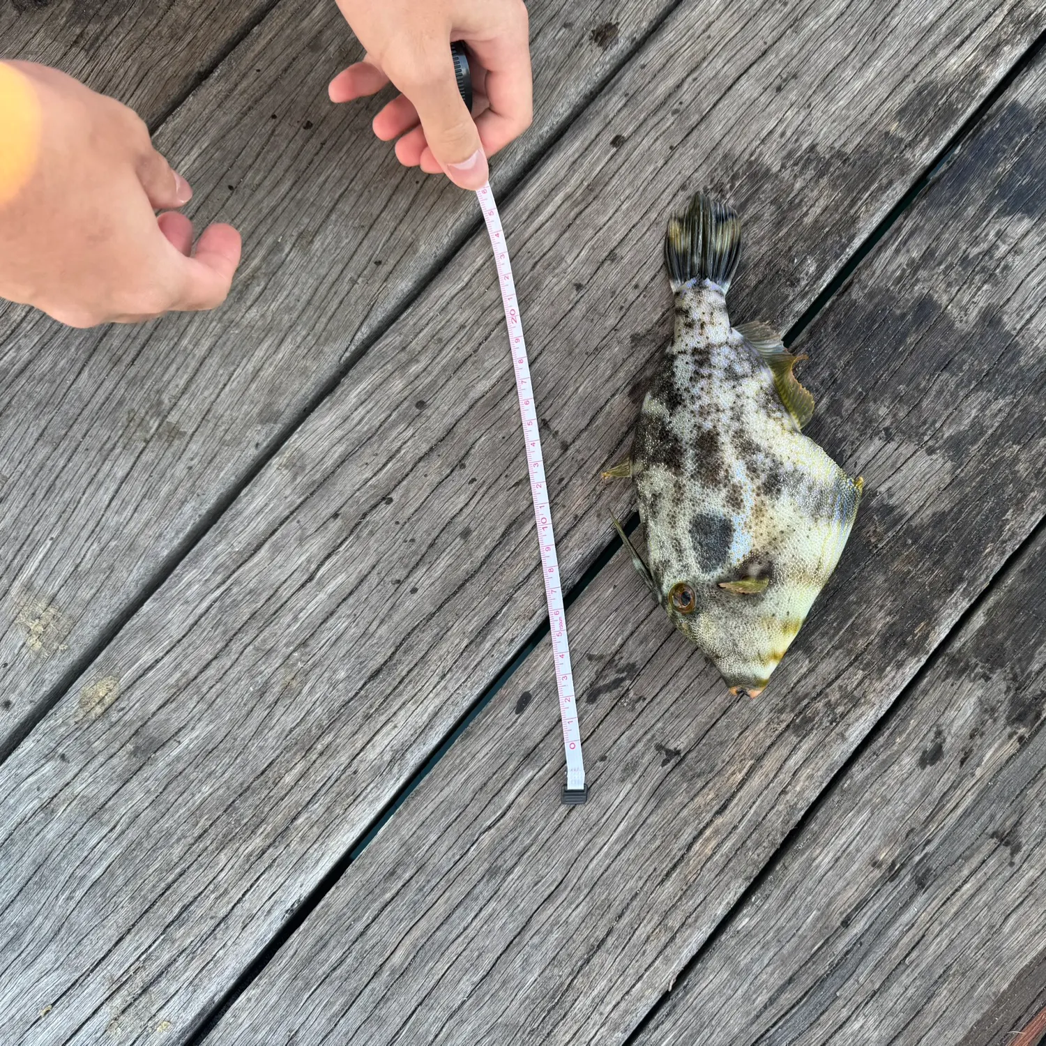 recently logged catches