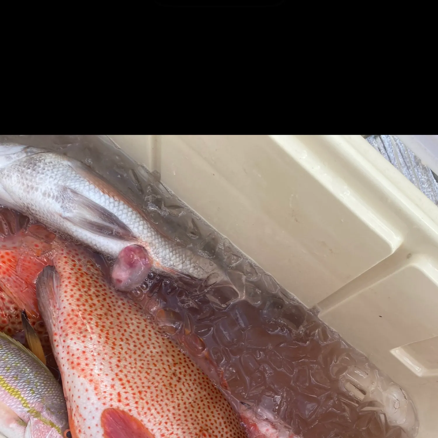 The most recent Red hind grouper catches on Fishbrain