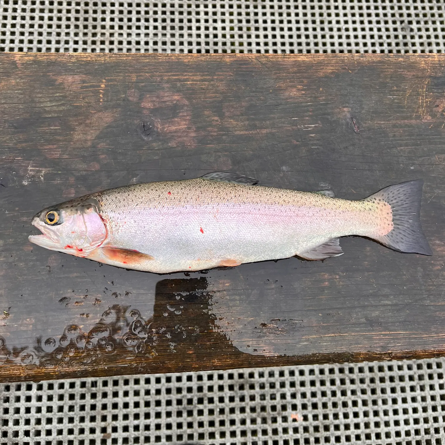 Rainbow trout caught on Fishbrain