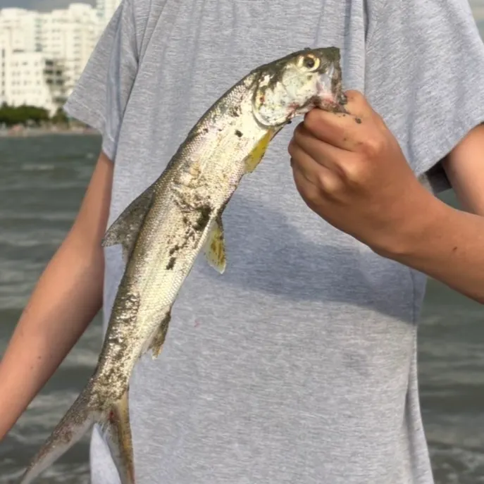 The most recent Ladyfish catches on Fishbrain