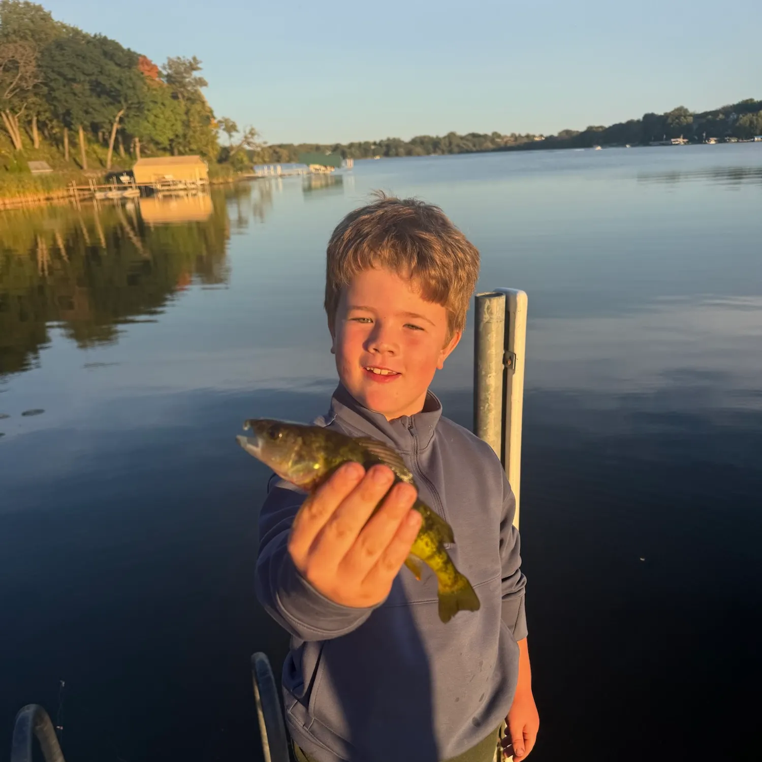 Yellow perch caught on Fishbrain