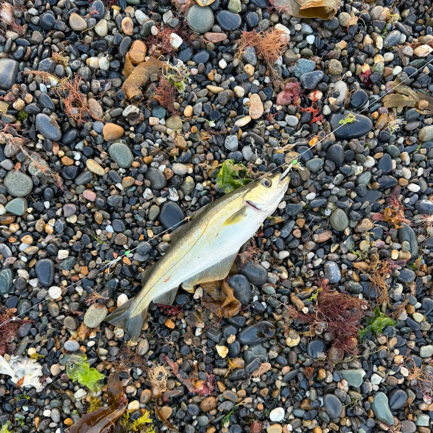 Pollack caught on Fishbrain