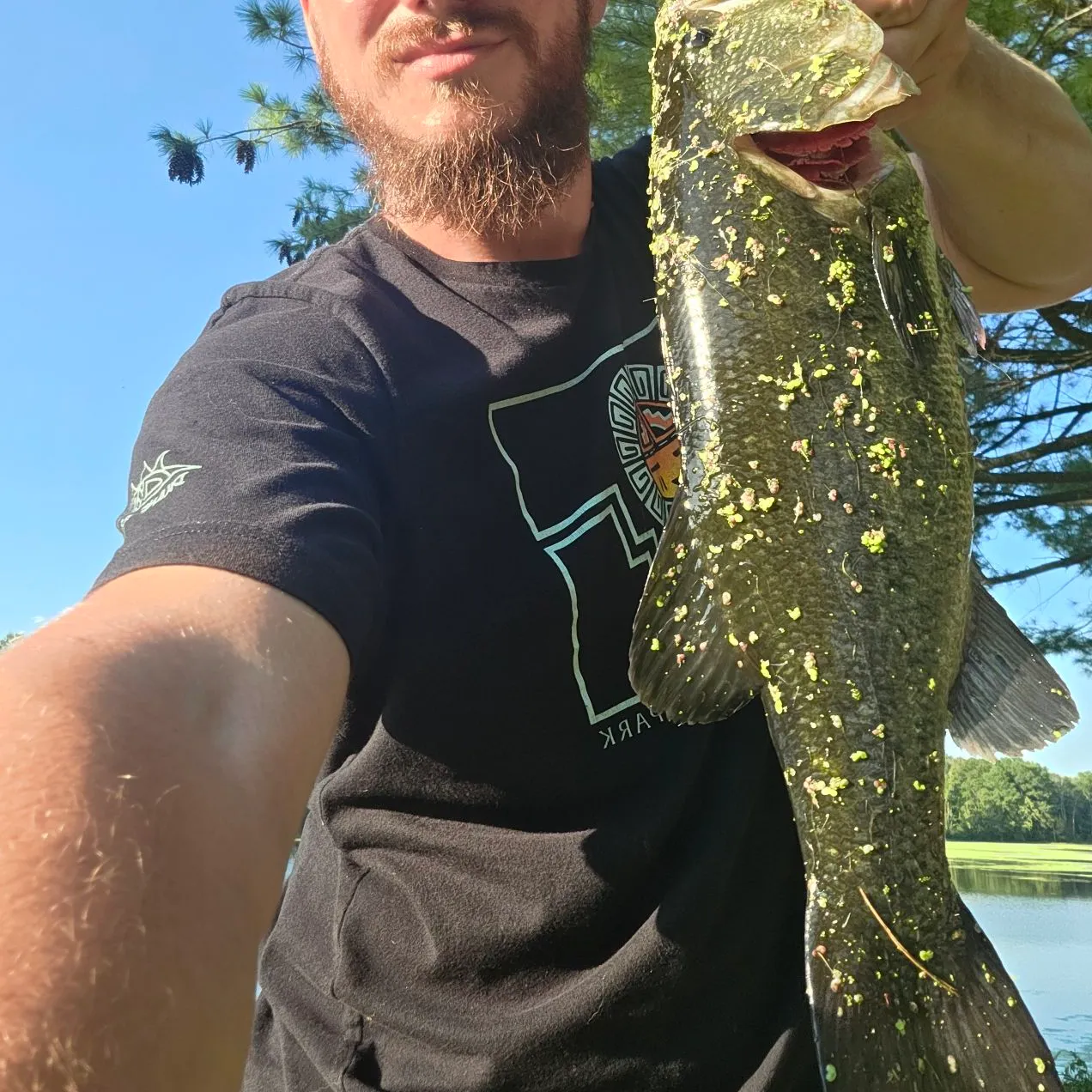 Largemouth bass caught on Fishbrain