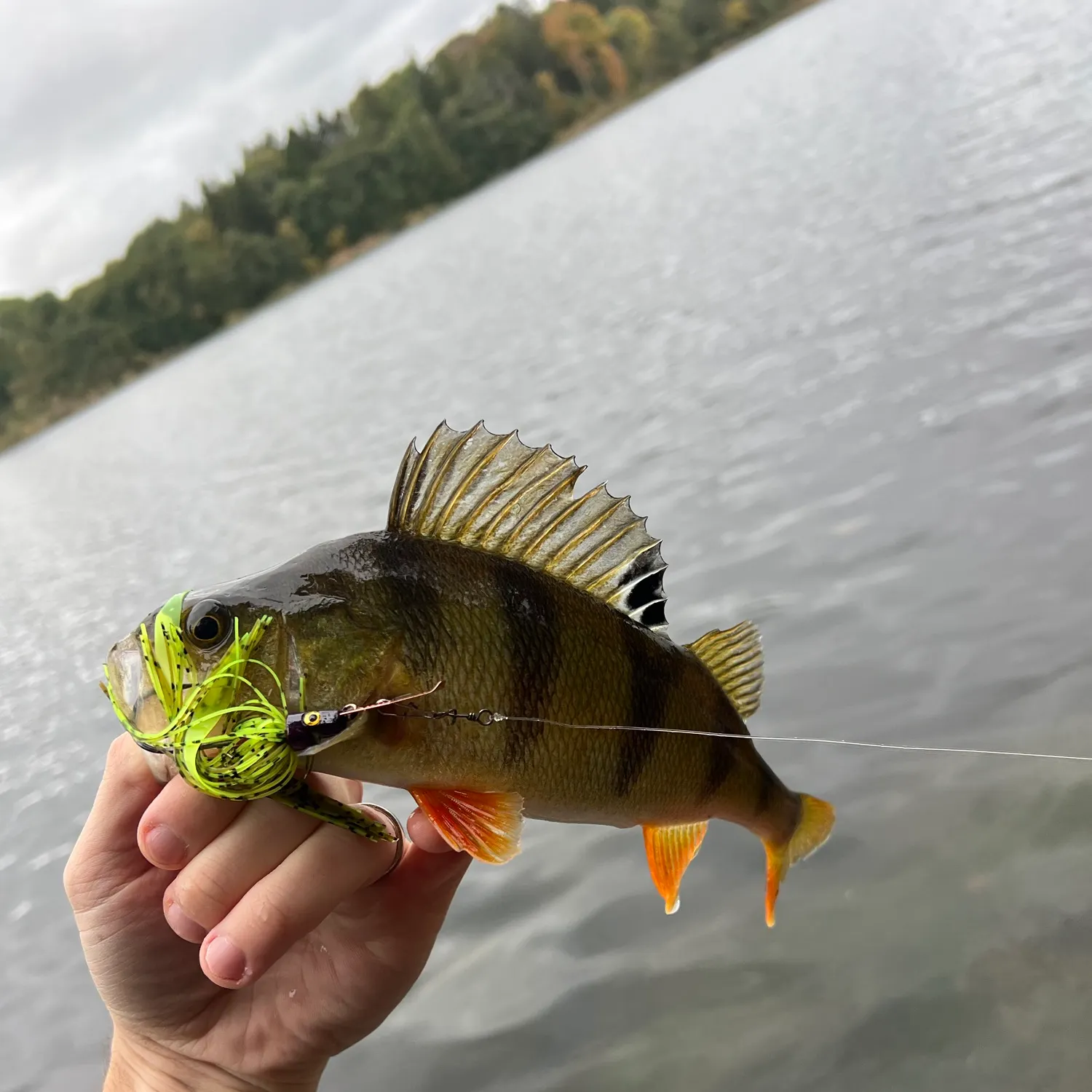 European perch caught on Fishbrain