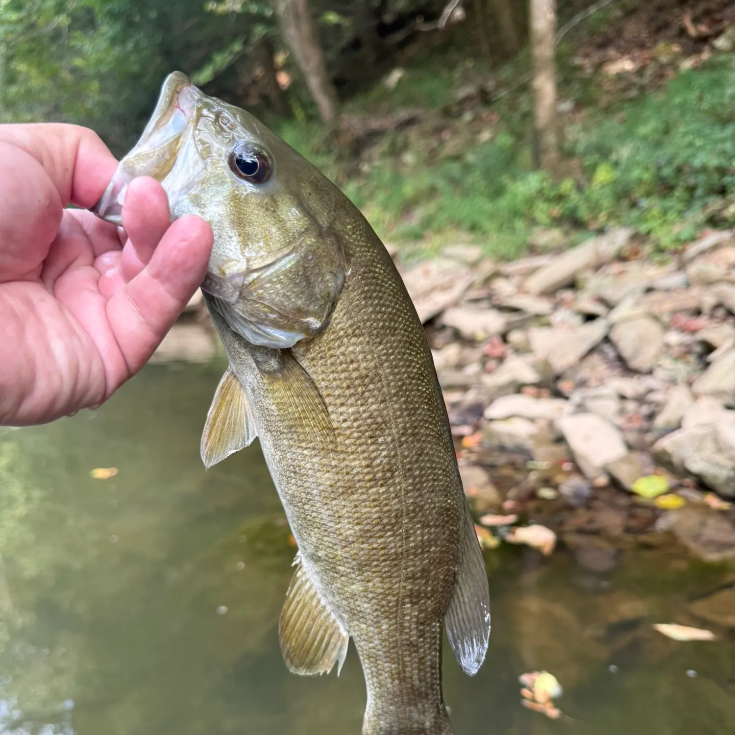 Smallmouth bass caught on Fishbrain