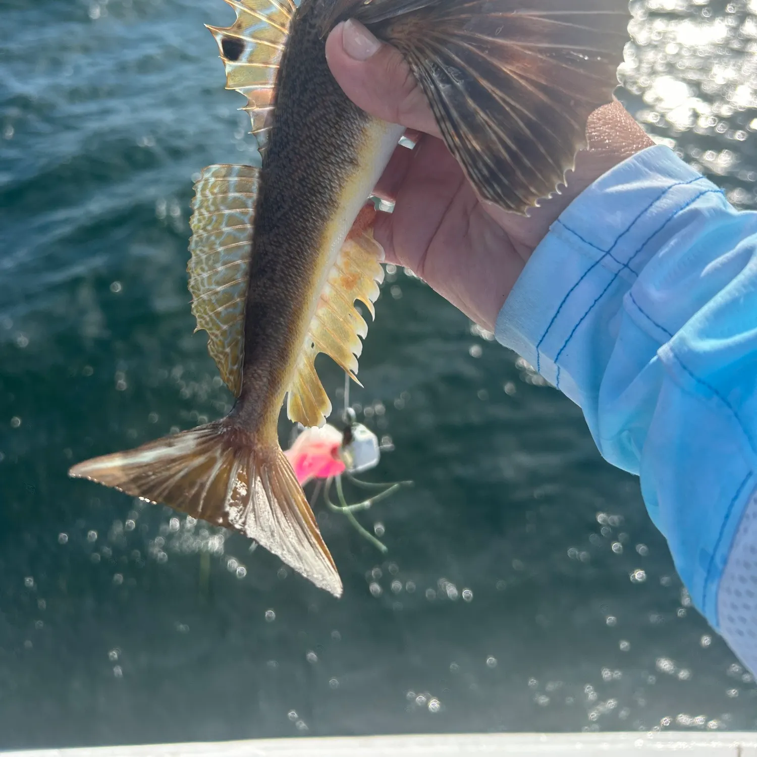 The most recent Northern searobin catches on Fishbrain