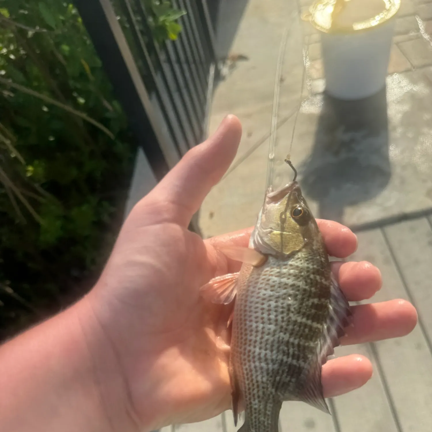catch