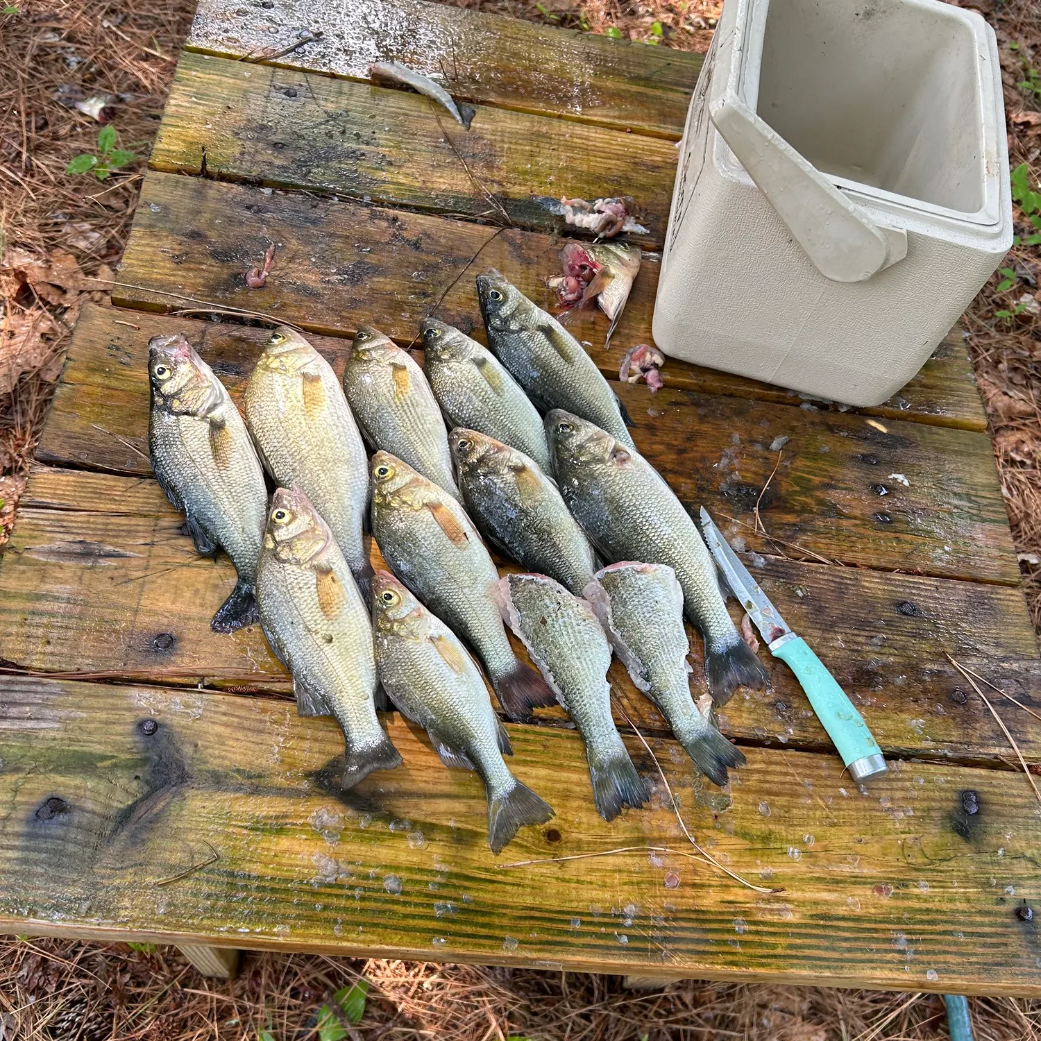 recently logged catches