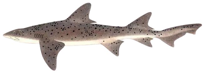 Sharptooth houndshark