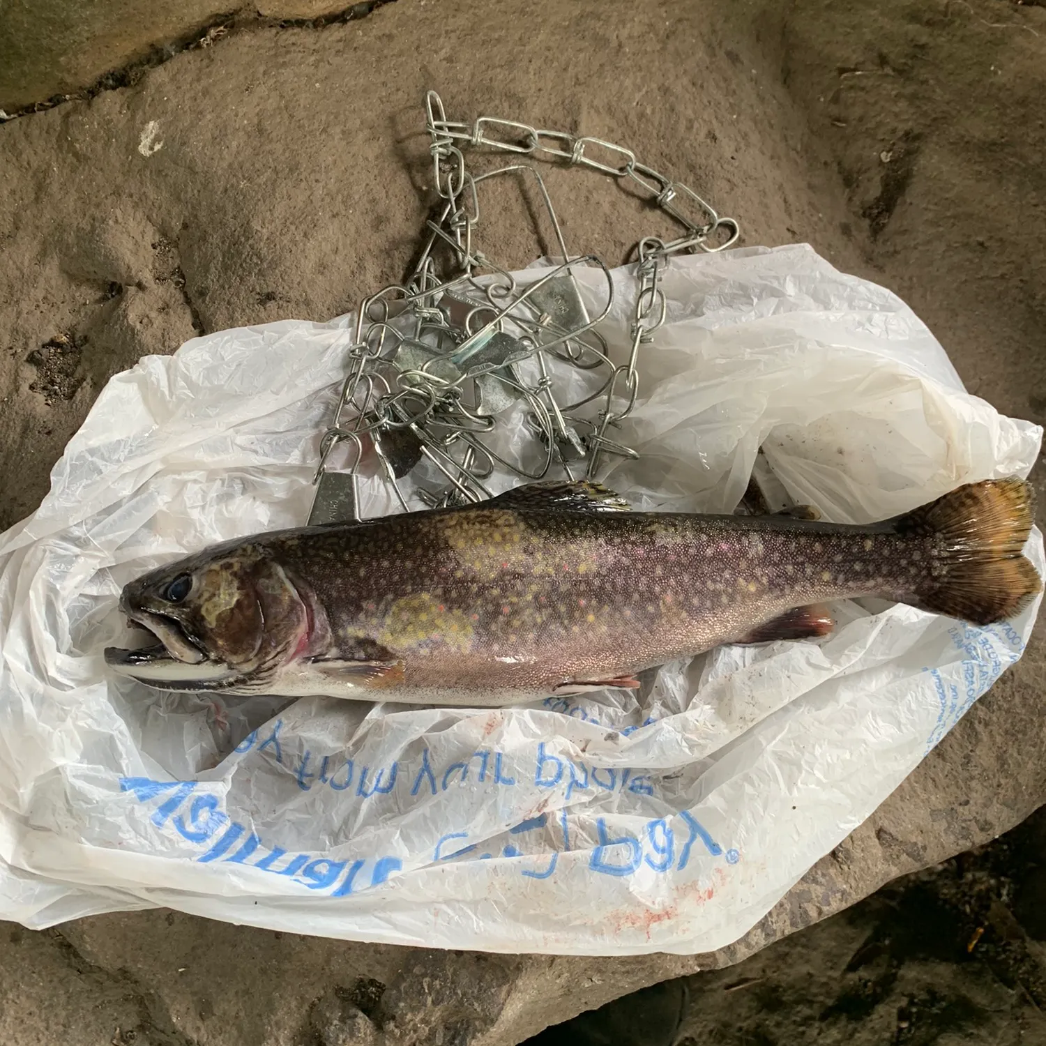 Brook trout caught on Fishbrain