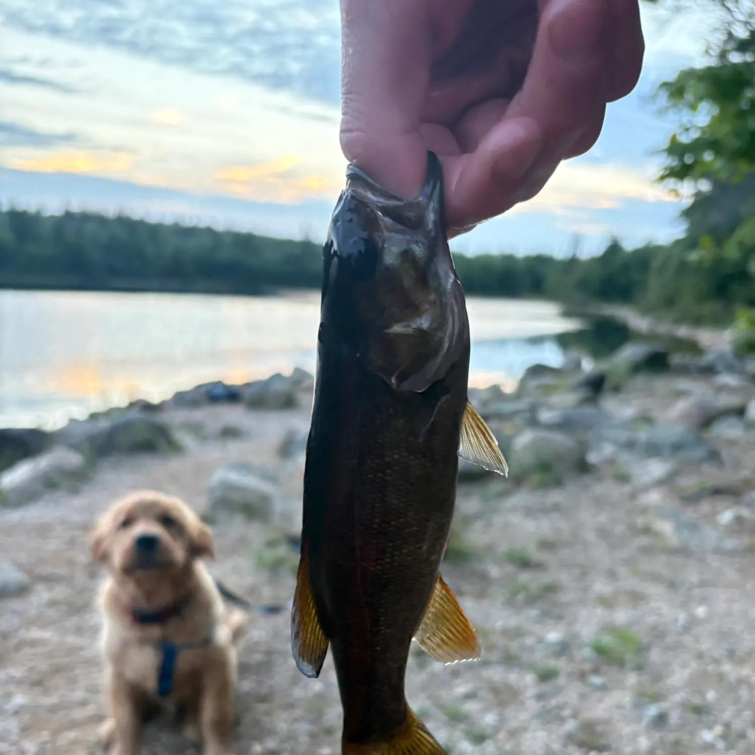 Smallmouth bass caught on Fishbrain