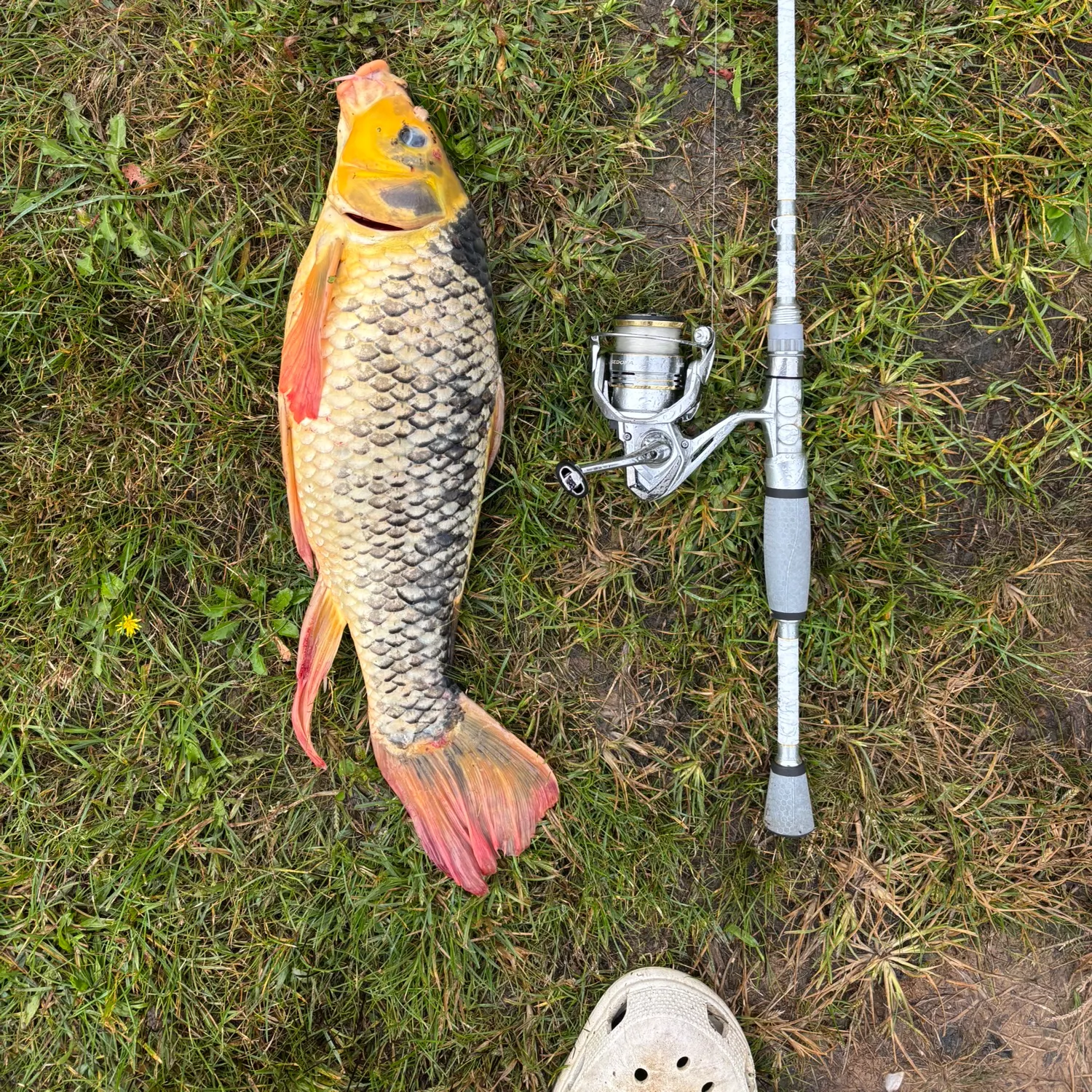 Koi carp caught on Fishbrain