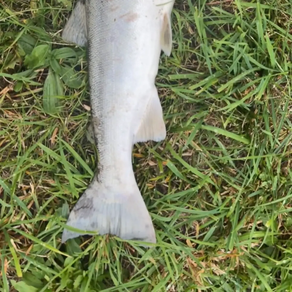 Coho salmon caught on Fishbrain