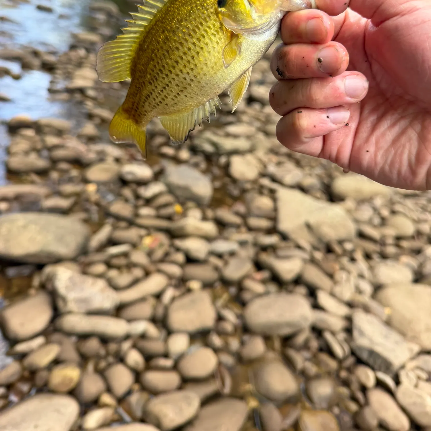 Rock bass caught on Fishbrain