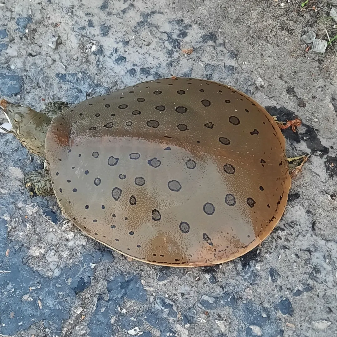 The most recent Spiny softshell turtle catches on Fishbrain