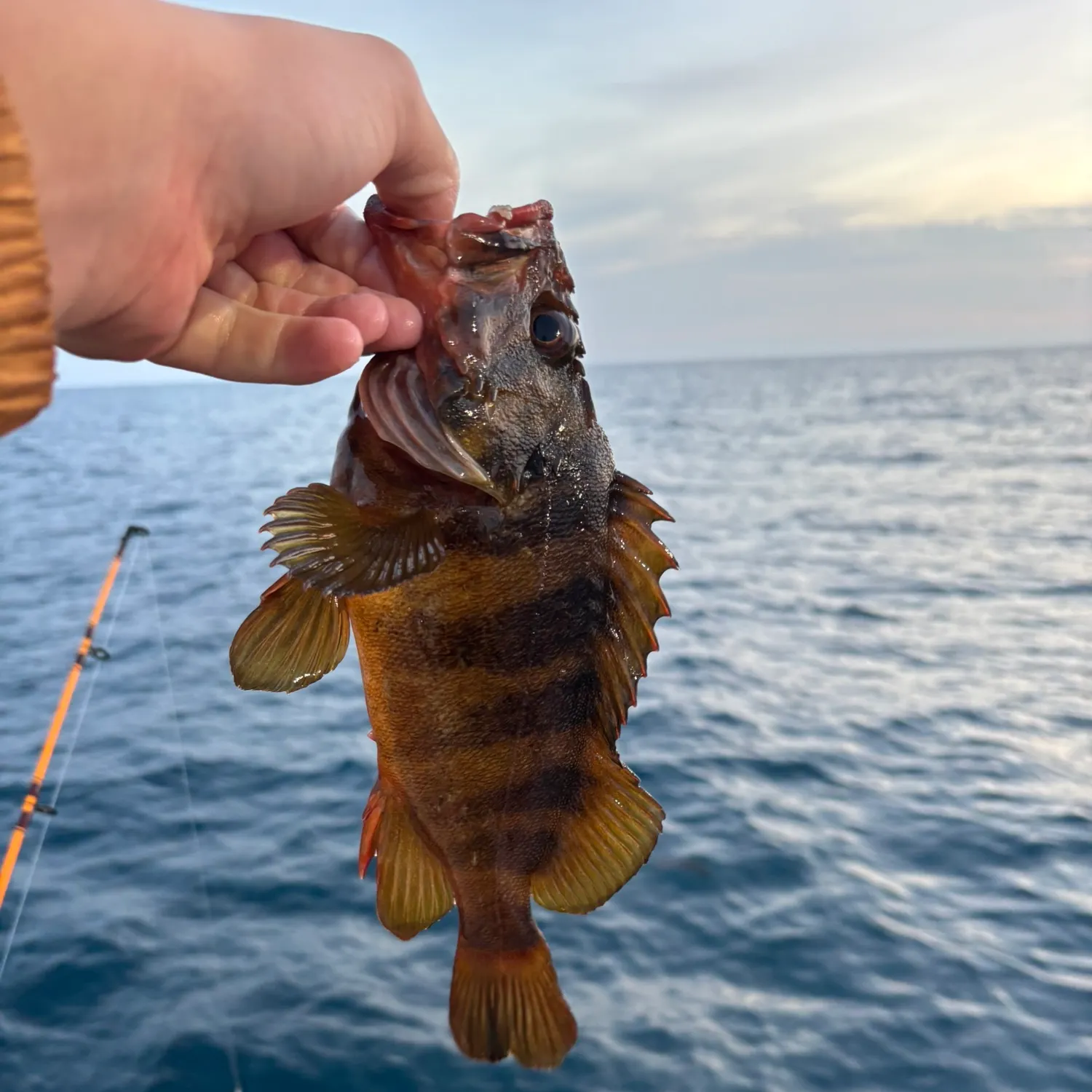 The most recent Treefish catches on Fishbrain