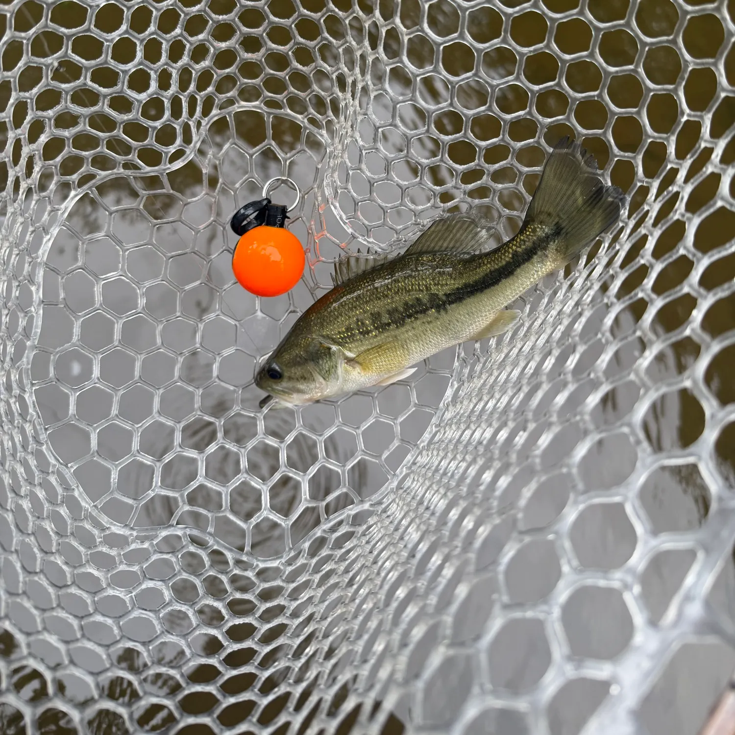 Spotted bass caught on Fishbrain