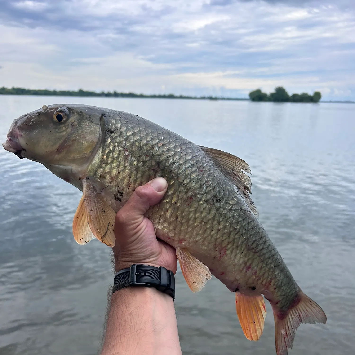 The most recent Silver redhorse catches on Fishbrain