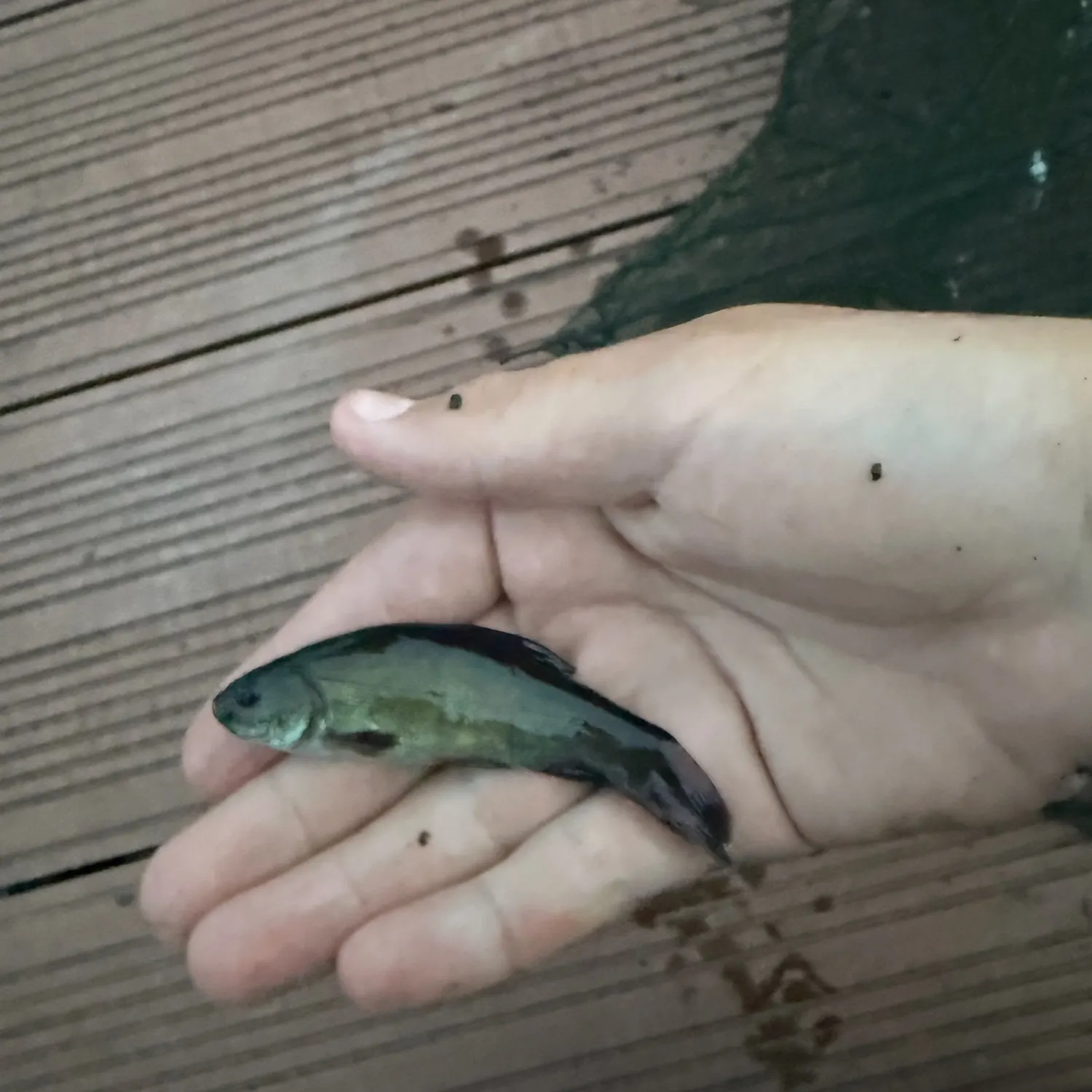 Tench caught on Fishbrain