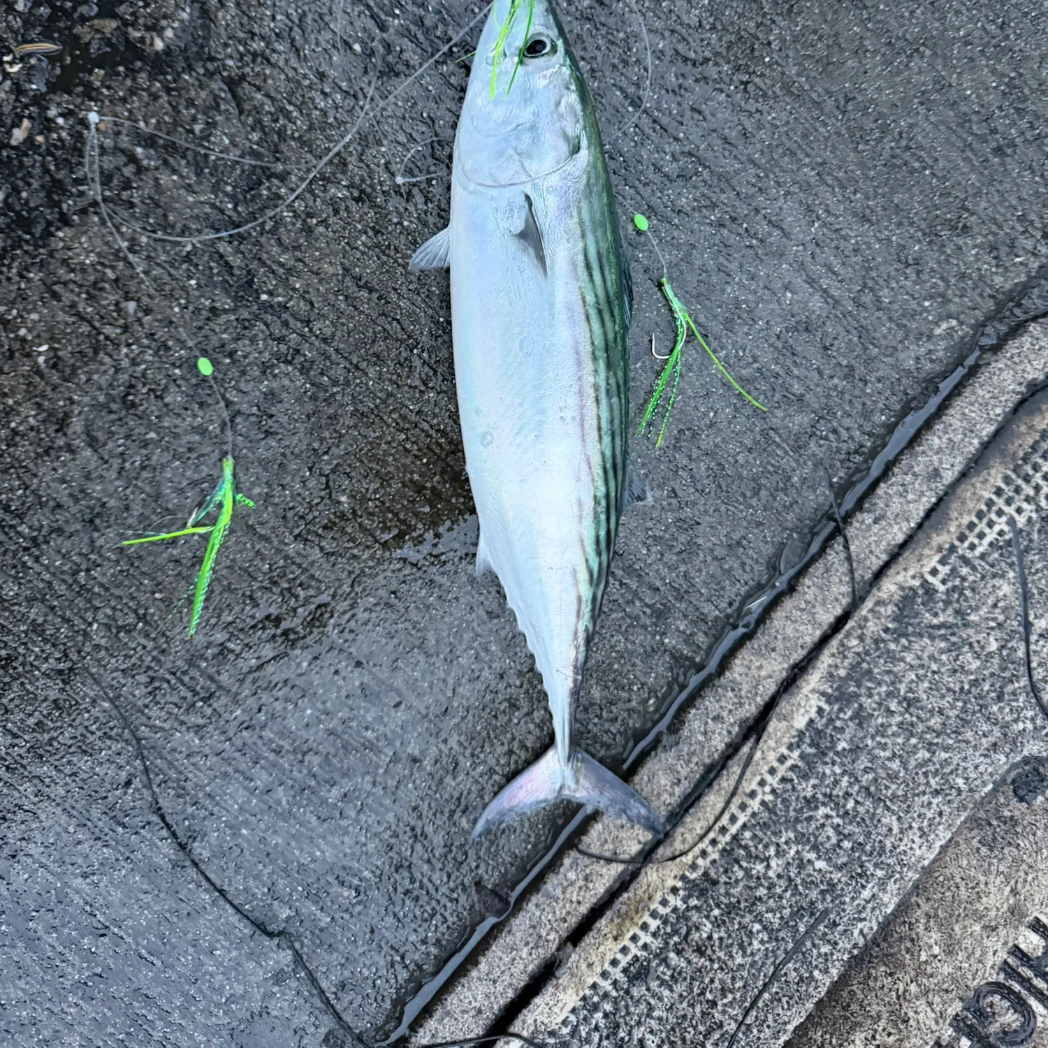 Pacific bonito caught on Fishbrain